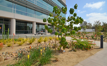 Mesa College Micro-Climate gardens
