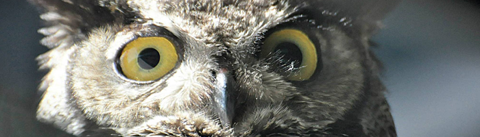 Program Review Archives San Diego Mesa College